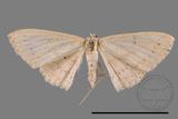 ǦW:Scopula sp.