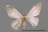 ǦW:Idaea sp.