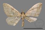 ǦW:Larentiinae sp.