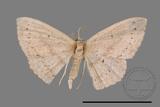 ǦW:Scopula sp.