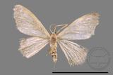 ǦW:Idaea sp.