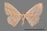 ǦW:Scopula sp.