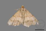 ǦW:Macaria abydata