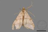 ǦW:Macaria abydata