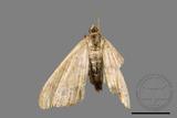 ǦW:Macaria abydata