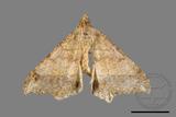 ǦW:Macaria abydata