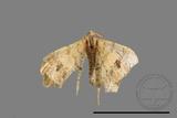 ǦW:Macaria abydata