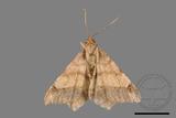 ǦW:Macaria abydata