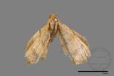 ǦW:Macaria abydata