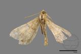 ǦW:Macaria abydata