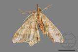 ǦW:Macaria abydata