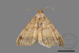 ǦW:Macaria abydata