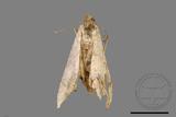 ǦW:Macaria abydata