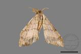 ǦW:Macaria abydata