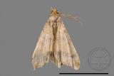 ǦW:Macaria abydata