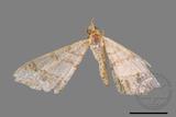 ǦW:Macaria abydata