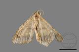 ǦW:Macaria abydata