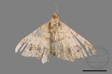 ǦW:Macaria abydata