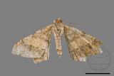 ǦW:Macaria abydata