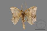 ǦW:Macaria abydata