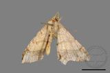 ǦW:Macaria abydata