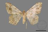 ǦW:Macaria abydata