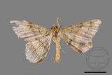 ǦW:Macaria abydata