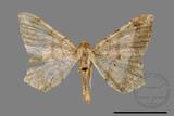 ǦW:Macaria abydata