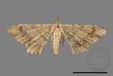 ǦW:Macaria abydata