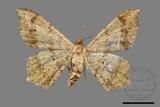 ǦW:Macaria abydata