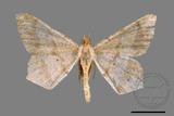 ǦW:Macaria abydata