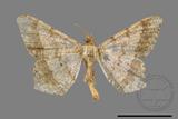 ǦW:Macaria abydata