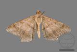 ǦW:Macaria abydata