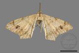 ǦW:Macaria abydata