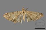 ǦW:Macaria abydata