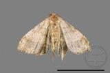 ǦW:Macaria abydata