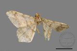 ǦW:Macaria abydata