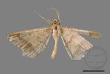 ǦW:Macaria abydata