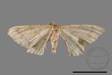 ǦW:Macaria abydata