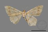 ǦW:Macaria abydata