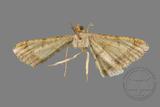 ǦW:Macaria abydata