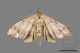 ǦW:Macaria abydata