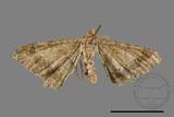 ǦW:Macaria abydata