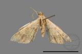 ǦW:Macaria abydata