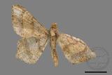 ǦW:Macaria abydata