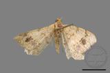 ǦW:Macaria abydata