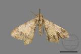 ǦW:Macaria abydata