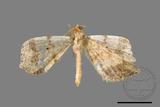 ǦW:Macaria abydata