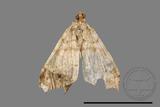 ǦW:Macaria abydata