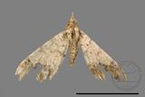 ǦW:Macaria abydata